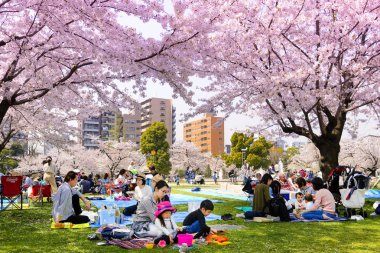 Tokyo Japonya - 29 Mart 2018: Kinshi Park, kiraz çiçeği tanımlanamayan turist ziyaret edin. Bu olay yalnızca bir kez yıl. Japon ve yabancılar için cazip, faaliyet aileyiz