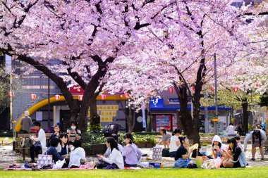 Tokyo Japonya - 29 Mart 2018: Kinshi Park, kiraz çiçeği tanımlanamayan turist ziyaret edin. Bu olay yalnızca bir kez yıl. Japon ve yabancılar için cazip, Tokyo'nun birini ziyaret gerekir.