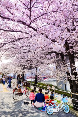Tokyo Japonya - 27 Mart 2018: nehir, kimliği belirsiz Japon anne çocuklarını alarak Sakura ağacı altında piknik Sumida. Bu etkinlik sırasında erken kiraz çiçekleri çok popüler oldu.