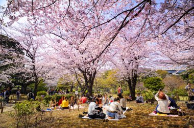Tokyo Japonya - 28 Mart 2018: Sumida park, kiraz çiçeği tanımlanamayan turist ziyaret edin. Bu olay yalnızca bir kez yıl. Japon ve yabancılar için cazip, faaliyet aileyiz