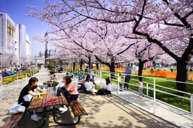 Tokyo Japonya - 29 Mart 2018: Kinshi Park, kiraz çiçeği tanımlanamayan turist ziyaret edin. Bu olay yalnızca bir kez yıl. Japon ve yabancılar için cazip, faaliyet aileyiz