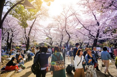 Tokyo Japonya - 29 Mart 2018: Ueno Park, kiraz çiçeği tanımlanamayan turist ziyaret edin. Bu olay yalnızca bir kez yıl. Japon ve yabancılar, en popüler yerler için çekici.