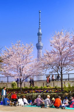 Tokyo Japonya - 28 Mart 2018: Sumida nehir kenarında park, kiraz çiçeği turist ziyaret edin. Bu olay yalnızca bir kez yıl. Japon ve yabancılar için cazip, Tokyo'nun birini ziyaret gerekir.