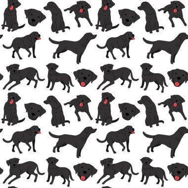 Labrador model, köpek pozlar, köpek doğurmak