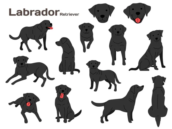 Ilustração Labrador Poses Cão Raça Cão —  Vetores de Stock