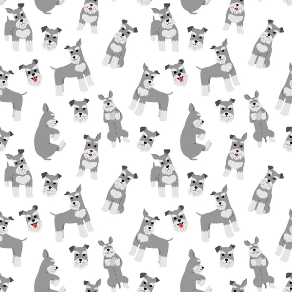 Minyatür schnauzer model, köpek pozlar, köpek doğurmak