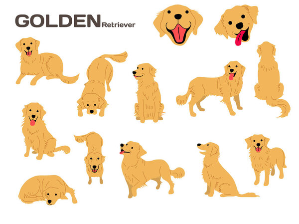 golden retriever illustration,dog poses,dog breed