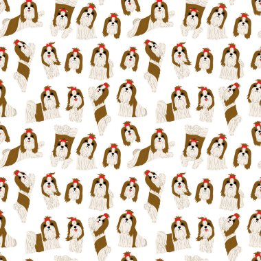 Shih tzu model, köpek pozlar, köpek doğurmak