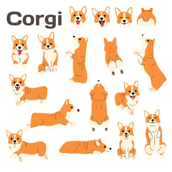 Corgi illüstrasyon, köpek pozlar, köpek doğurmak