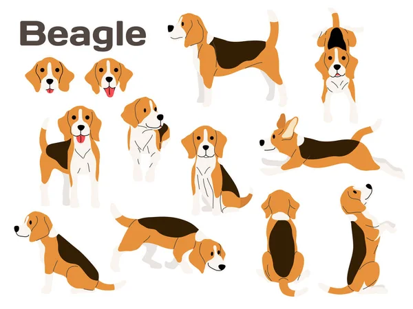 Beagle, dog in action, happy dog — стоковый вектор