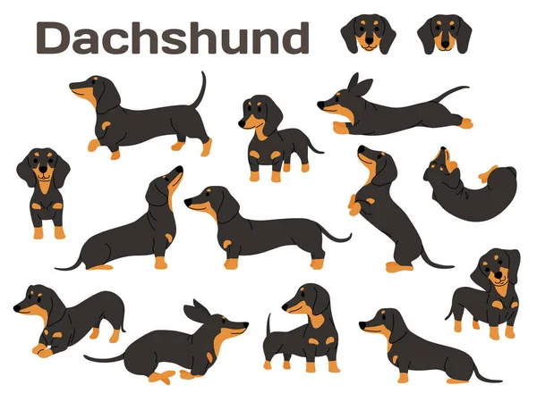 Dachshund, eylem köpek, mutlu köpek — Stok Vektör