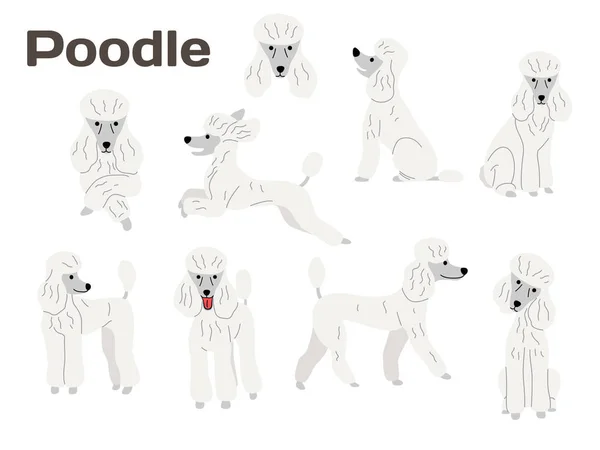 Poodle, cão em ação, cão feliz —  Vetores de Stock