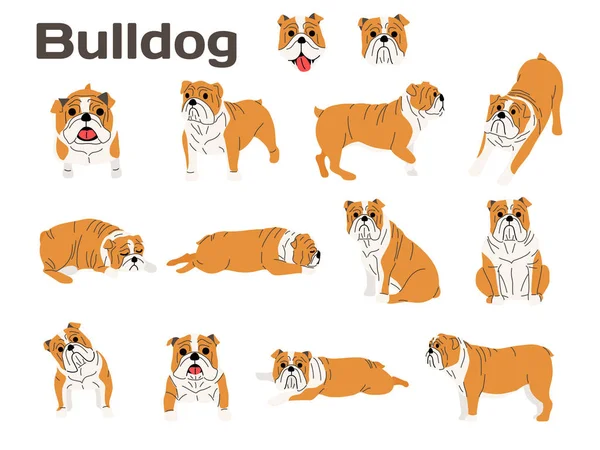 Μπουλντόγκ, σκύλος σε δράση, ευτυχισμένο σκυλί — Διανυσματικό Αρχείο