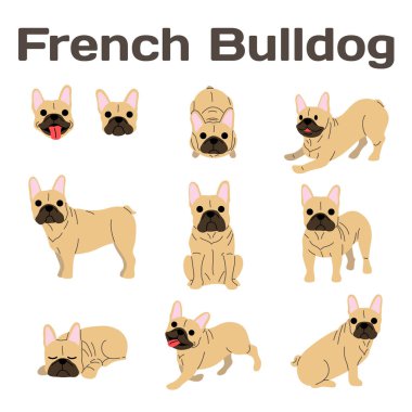 Fransız bulldog eylem, mutlu köpek