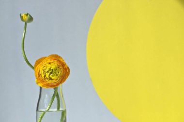 Düğünçiçeği ile minimalist natürmort.