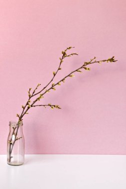 Cam şişe içinde çiçek açan dal.