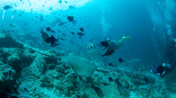 Stingray gliding over a sandy sea bed, Maldives