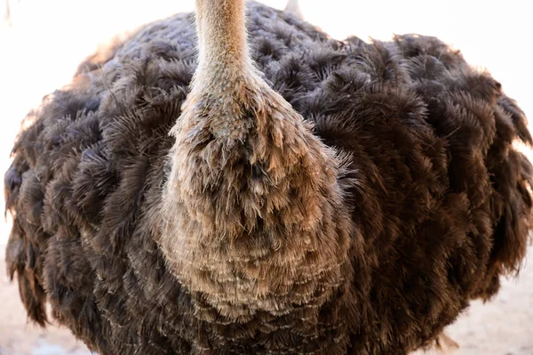 many ostrich feathers close up