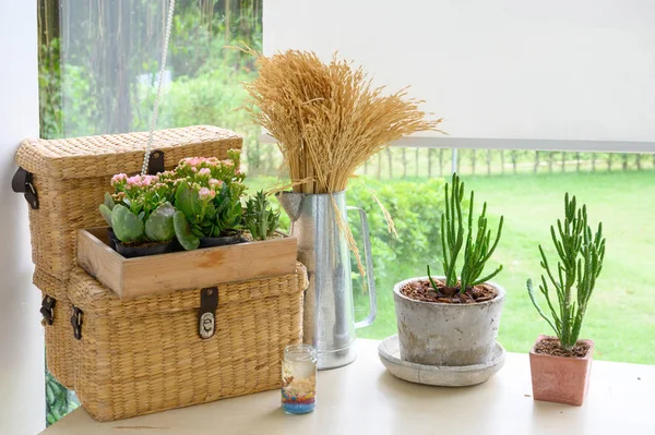 Tiny plant cactus in small pot wood box and baskety box weave on counter decorted interior.