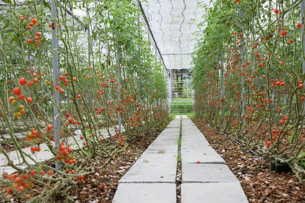 Organic farm. Growing Red cherry tomatoes