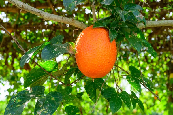 Gac fruit, tropical fruit rich of vitamin and anti oxidant, ripe gac fruit in organic farm, Thailand.