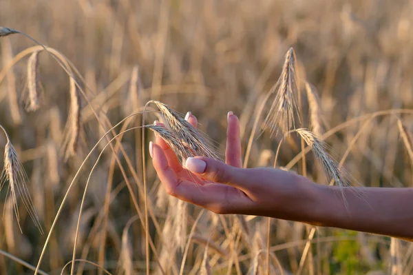 woman holding wheat ears in hand