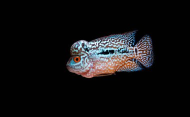 Akvaryum güzel cichlidleri