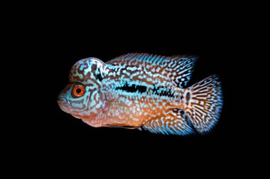 Akvaryum güzel cichlidleri