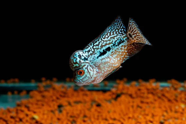 Cichlids Aquário Bonito — Fotografia de Stock