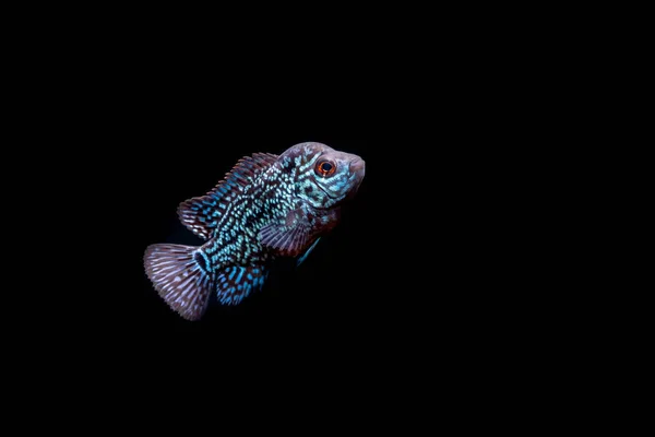Cichlids Aquarium — Stock Photo, Image