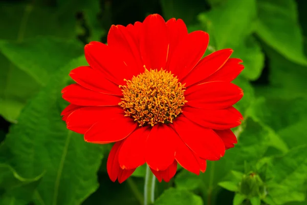 Красный Цветок Солнца — стоковое фото