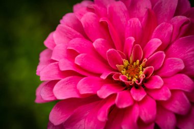 Bahçede pembe Zinnia elegans çiçek