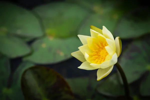 Lotus Basin Beautiful — Stock Photo, Image