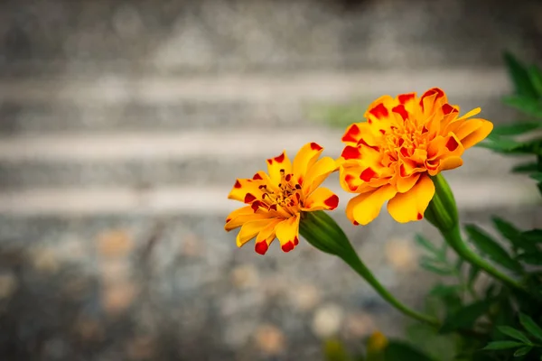 Zwei Farbig Schöne Ringelblumen — Stockfoto