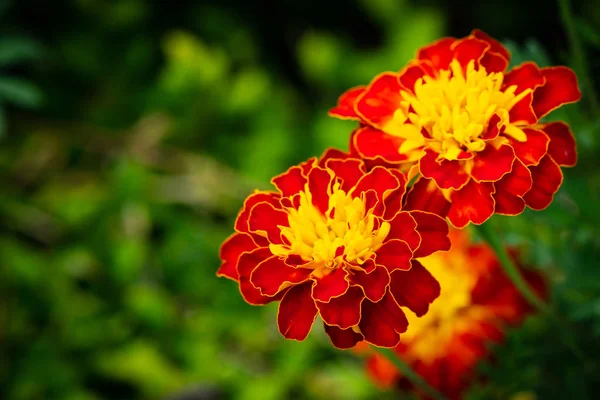 Zwei Farbig Schöne Ringelblumen — Stockfoto
