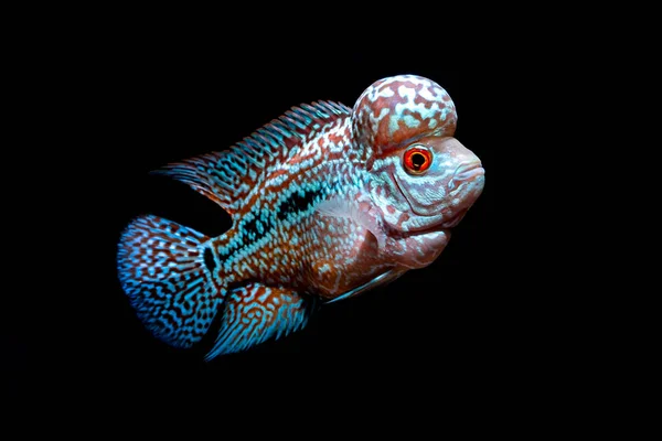Buntbarsche Fischen Einem Schönen Aquarium — Stockfoto