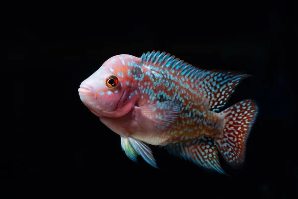 Cichlids Peixe Belo Aquário — Fotografia de Stock