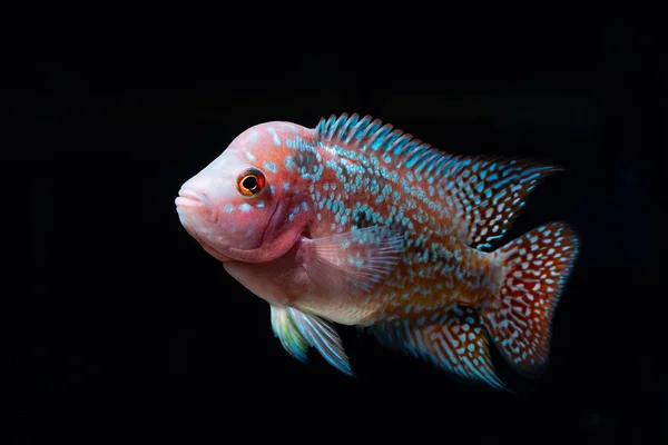 丽鱼鱼在一个美丽的水族馆 — 图库照片