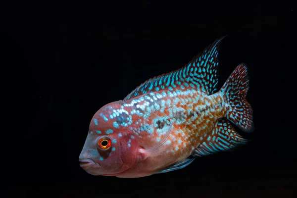 美しい水族館シクリッド魚 — ストック写真