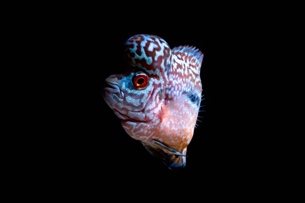 Цихлиды Ловят Рыбу Красивой Акватории — стоковое фото