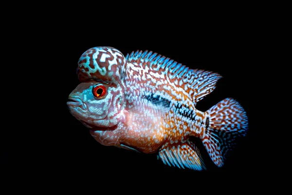 Cichliden Vis Een Mooi Aquarium — Stockfoto