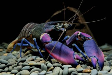 Kerevit Cherax içinde belgili tanımlık akvaryum