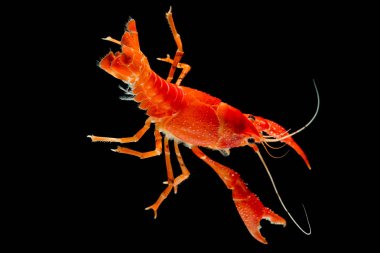 Kerevit Procambarus clarkii akvaryumda yüzen hayalet