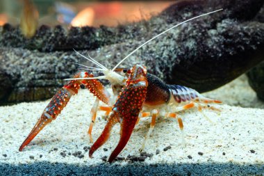 Kerevit Procambarus clarkii hayalet içinde belgili tanımlık akvaryum