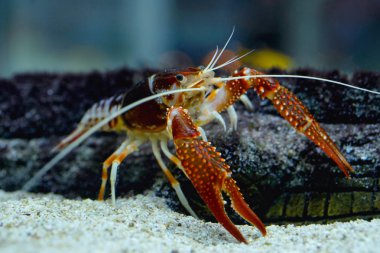 Kerevit Procambarus clarkii hayalet içinde belgili tanımlık akvaryum