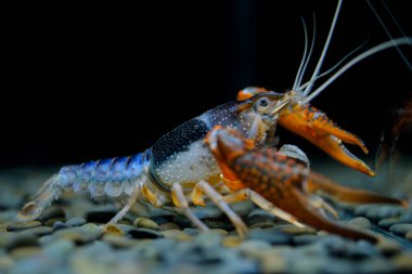 Kerevit Procambarus clarkii hayalet içinde belgili tanımlık akvaryum