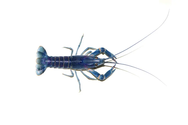 Crayfish Biru Cherax Akuarium — Stok Foto