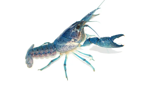 Crayfish Biru Akuarium — Stok Foto