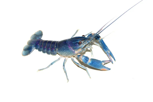 Crayfish Biru Cherax Akuarium — Stok Foto