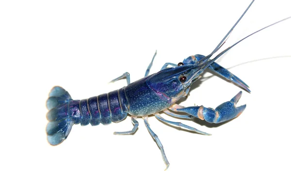 Crayfish Biru Cherax Akuarium — Stok Foto